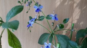 Клеродендрум Угандийский. Голубые бабочки. Мои ошибки и опыт.