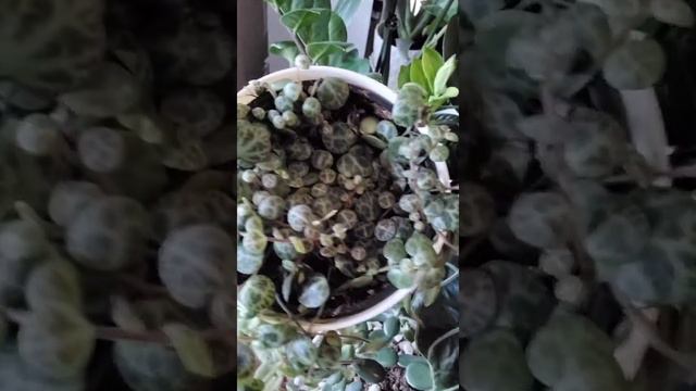 STRING Of TURTLES (Peperomia ) Ready To Repot #shortvideostringofturtles