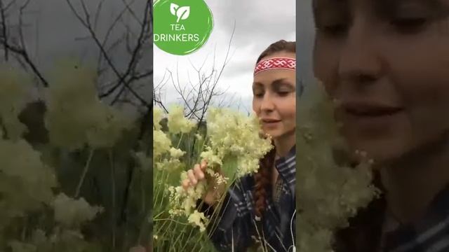 Таволга. О полезных травах, иван чае, комбуче. смотреть онлайн