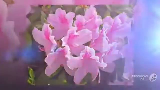 Цветы Азалия (Azalea flower) смотреть онлайн