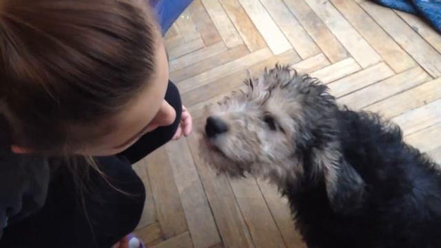 Человек! Я люблю запах из твоего рта ! Ржач. Классная собака. смотреть онлайн