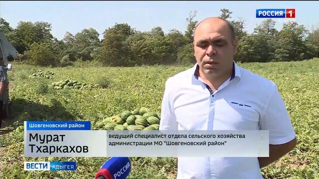 В Адыгее в разгаре сбор бахчевых смотреть онлайн
