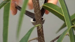 Формирование фикуса Али (ч.3).