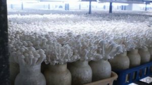 БИЗНЕС-ПЛАН.как много заработать на выращивании грибов.