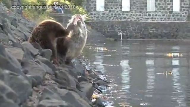 NEW FILM FROM MULL : Tobermory and the Otter : clips смотреть онлайн