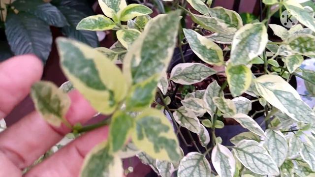 7 Plantas Trepadeiras Lindas e Fáceis de Cuidar смотреть онлайн
