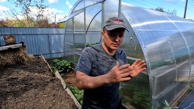 Проведите закалку рассады перед высадкой- это реально работает! смотреть онлайн