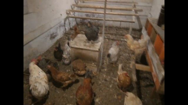 Инфракрасный обогреватель в курятнике. Мороз -25 смотреть онлайн