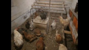 Инфракрасный обогреватель в курятнике.  Мороз -25