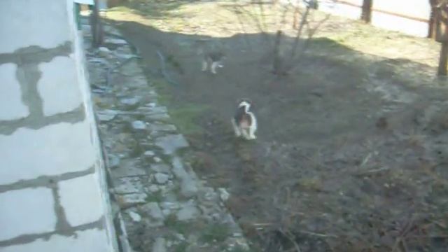 нагонка маленькой стаи русских пегих гончих смотреть онлайн