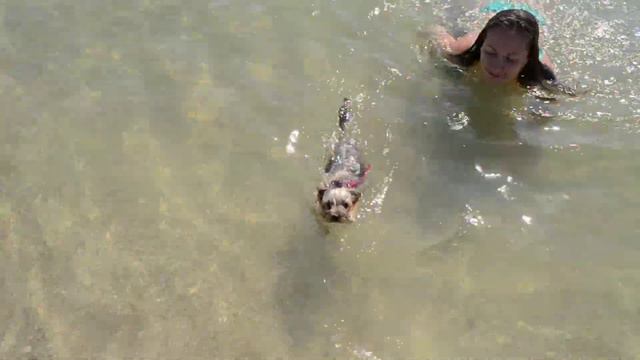 Йоркшерский терьер плывёт смотреть онлайн