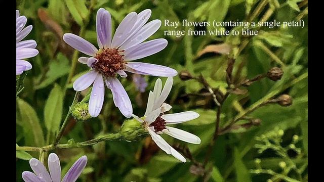 Smooth Blue Aster смотреть онлайн