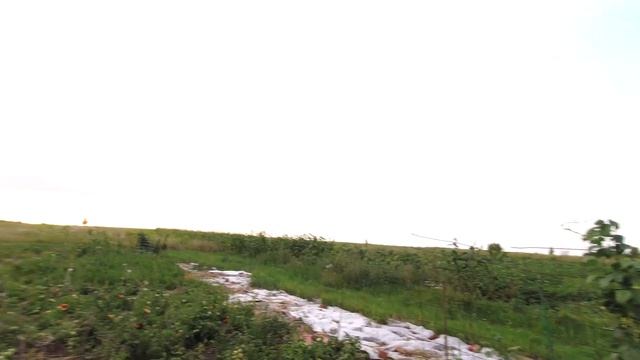 Малоуходные томаты. Обзор томатов Данко и ультраскороспелый смотреть онлайн