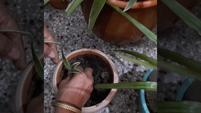 How to propagate chlorophytum Comosum or spider plant in three ways and it's care tips. смотреть онлайн