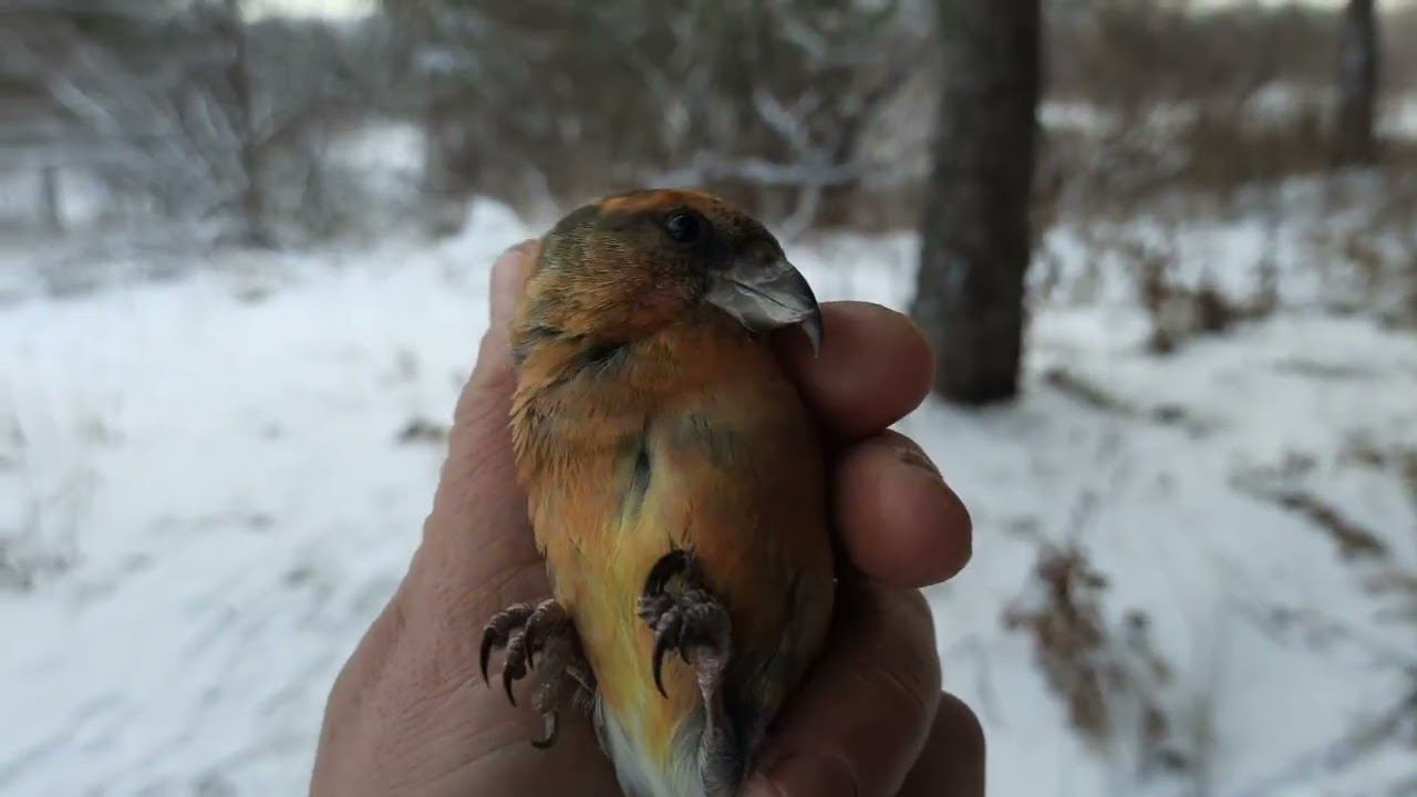 Ловля певчих птиц 20.11.22 год. смотреть онлайн