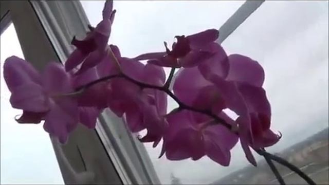 Выращивание орхидей в домашних условиях смотреть онлайн
