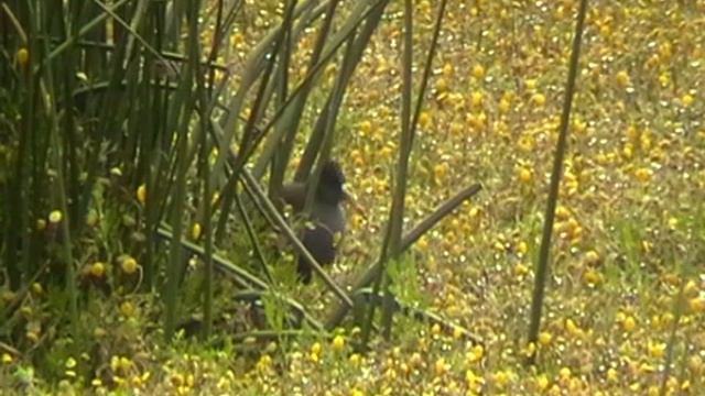 Боливия и Перу-2010. Титикака. Фауна