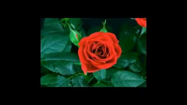 The Nightingale and the rose,music смотреть онлайн