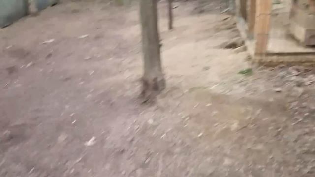 Ли Сяо / Alice the Fox Лиса Алиса (Разрешение сесть на крыльцо) смотреть онлайн