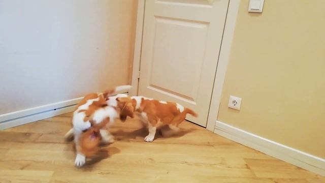 Бигли биколор смотреть онлайн