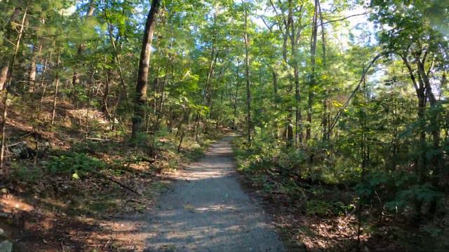 4K Virtual Forest Walk #forestwalking#forestscenery#4kforest#woods#asmr смотреть онлайн