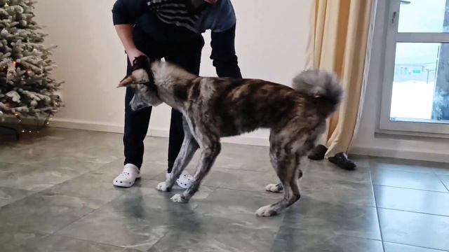 Первый влог l Новые кролики l Новая собака l Новый год 2023 смотреть онлайн