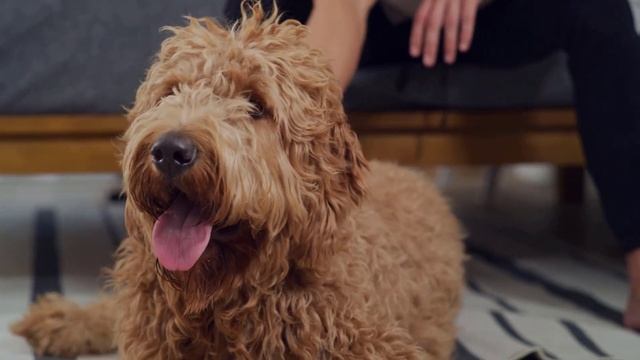 10 Best Air Purifiers for Pets 2023 смотреть онлайн