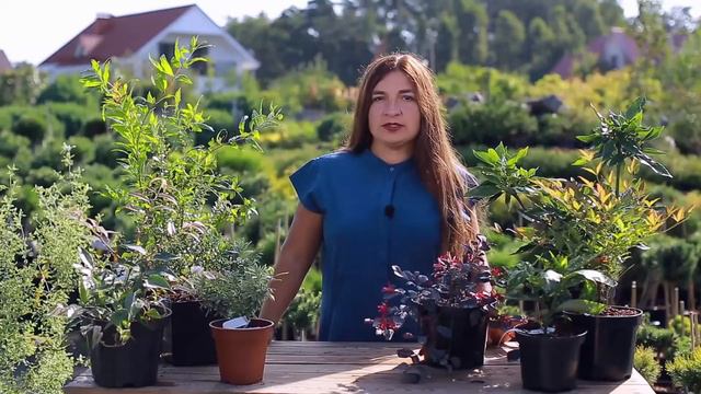 Мірт / Myrtus Арт.287 смотреть онлайн