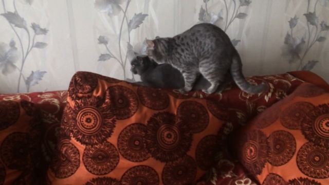 Вязка Британской породы кошек смотреть онлайн