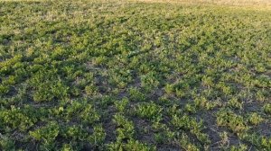 Как подсеять люцерну Люцерна Весение работы на люцерне Сельская жизнь