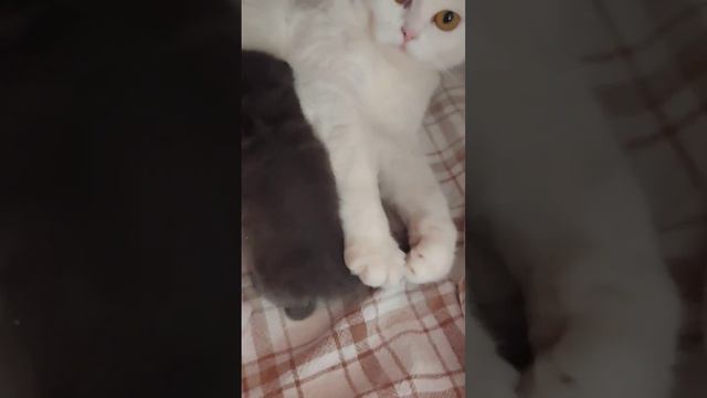 Кормление котят.Котятам 2 недели смотреть онлайн