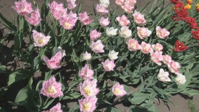 и это все тюльпаны смотреть онлайн