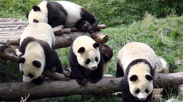 Смешные и милые панды. Панда. // Funny and cute panda. Кунг-фу Панда. смотреть онлайн