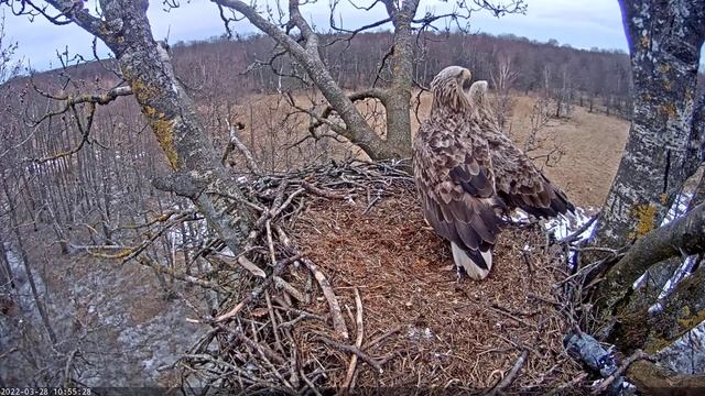 A pair of eagles WTE drives away an uninvited guest. 28/03/2022, 10:55. Estonia. смотреть онлайн