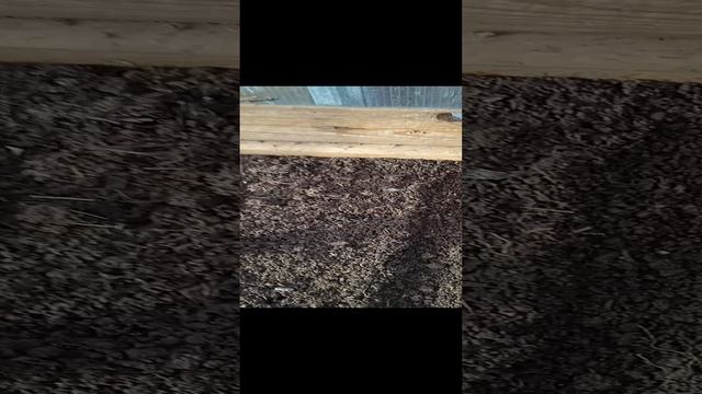 Огородник подмосковный