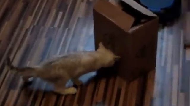 Котенок Глюк )) (Питомник Pu-Ji CAT / Пуджи кэт) смотреть онлайн