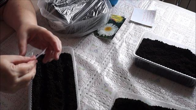 САЖАЮ РОМАШКУ И АСТРУ! ВЗОШЛА РАССАДА ЦВЕТОЧКОВ! смотреть онлайн