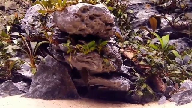 Буцефаландры.(Bucephalandra)