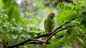 Лечение птичьим щебетом * Пение птиц* Звуки природы