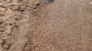 #море отдых на должанской косе с палаткой. Медузы атакуют