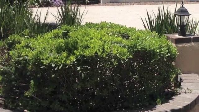 1439 Whittier Claremont California смотреть онлайн