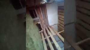 Лечение мастита у дойной козы