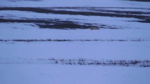 Красивый Лисовин пришел на манок!Гон у лисиц.Самцы воюют,но обед по расписанию.Охота на лису.Барс22