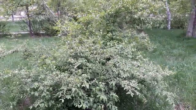 Оказывается ядовитый кустарник-----ужас--- растет у нас под носоом смотреть онлайн