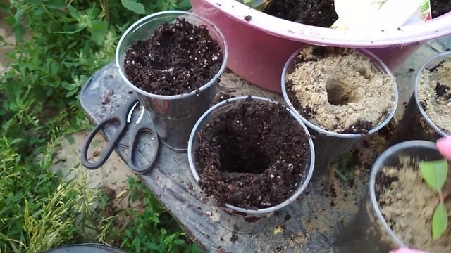 Жимолость Аврора.Черенкую.Часть 1 смотреть онлайн