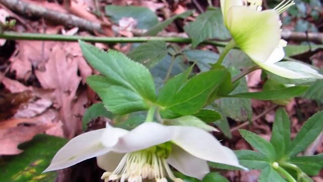 Helleborus orientalis смотреть онлайн