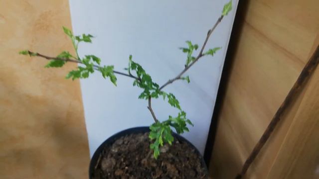 Шелковица триколор, цветение. Morus alba "Paper dolls" смотреть онлайн