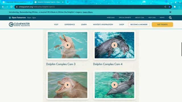 Clearwater Marine Aquarium News and walkthrough. смотреть онлайн