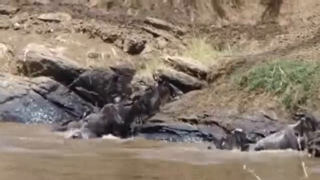 реальная Африка крокодил нападает на гну смотреть онлайн