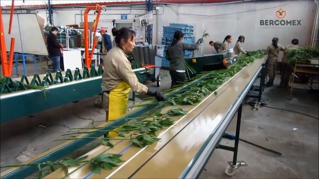Bercomex Flower Processing Line Alstroemeria In Colombia